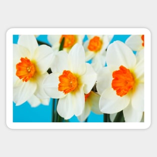 Narcissus  &#39;Barrett Browning&#39;   Division 3  Small-cupped  Daffodil Sticker